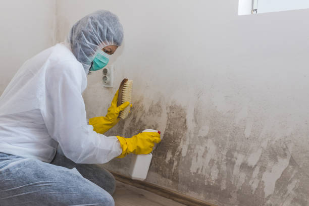 Best Commercial Mold Removal  in Soperton, GA