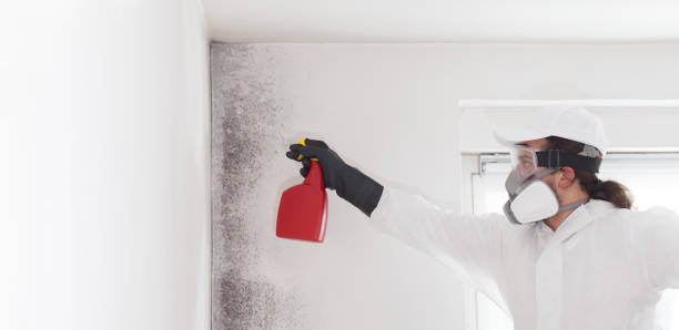 Best Mold Removal Specialists  in Soperton, GA