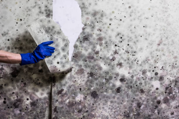 Best Professional Mold Removal  in Soperton, GA