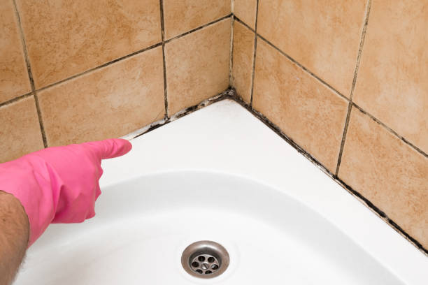 Office Mold Removal Services in Soperton, GA